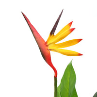 Thumbnail for Künstliche Strelitzia Reginae Paradiesvogelblume 66 cm